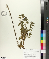 Hydrolea ovata image