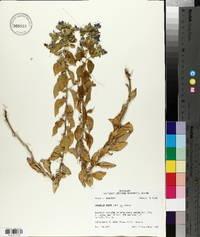 Hydrolea ovata image