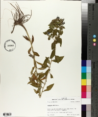 Hydrolea ovata image