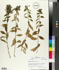 Hydrolea ovata image