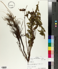 Hydrolea ovata image