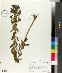 Hydrolea ovata image