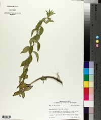 Hydrolea ovata image