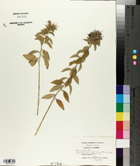 Hydrolea ovata image