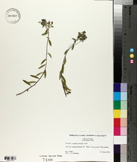Hydrolea corymbosa image