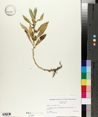 Hydrolea quadrivalvis image