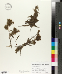 Phacelia hastata subsp. compacta image