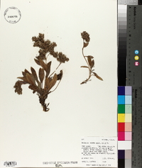 Phacelia hastata image