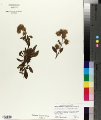 Phacelia hastata var. leptosepala image