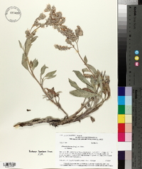 Phacelia hastata image