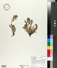 Phacelia hastata image