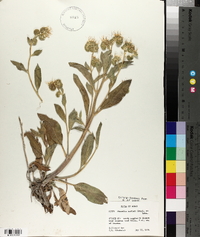 Phacelia hastata image