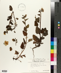 Phacelia grandiflora image