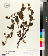Phacelia grandiflora image