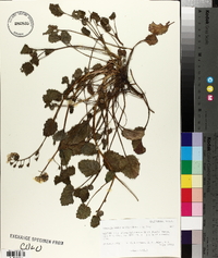 Phacelia grandiflora image