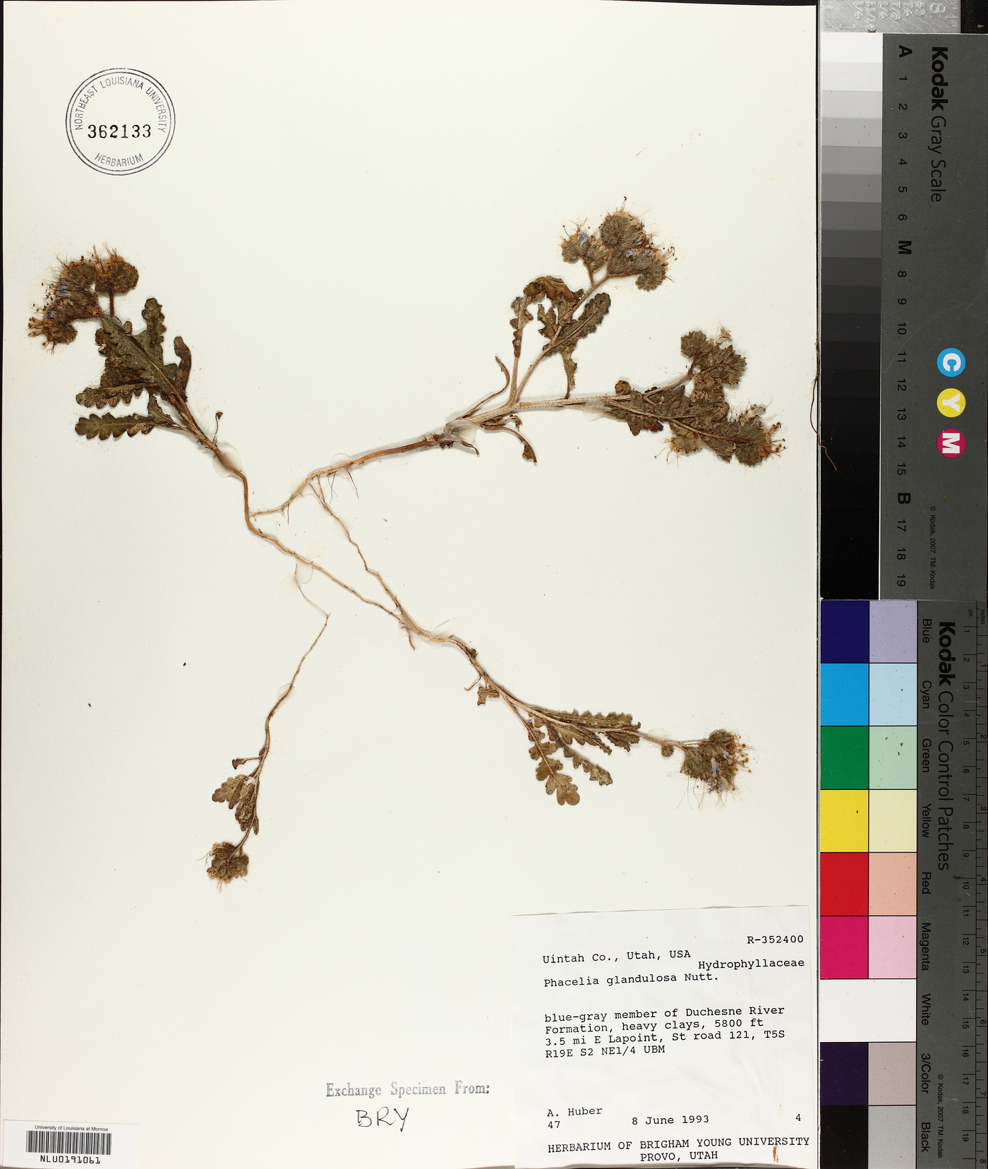 Phacelia glandulosa image