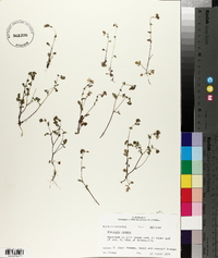 Phacelia glabra image