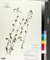 Phacelia glabra image