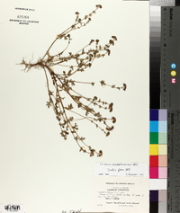 Phacelia glabra image