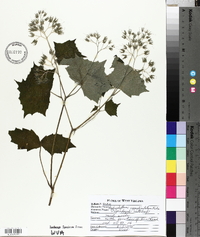 Hydrophyllum appendiculatum image
