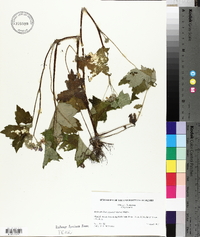 Hydrophyllum appendiculatum image