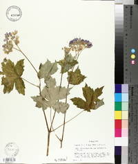 Hydrophyllum appendiculatum image