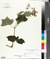 Hydrophyllum appendiculatum image