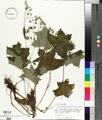 Hydrophyllum appendiculatum image