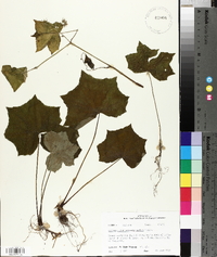 Hydrophyllum appendiculatum image