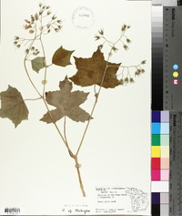 Hydrophyllum appendiculatum image