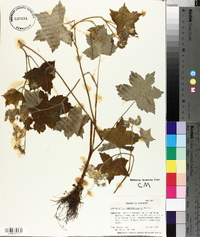 Hydrophyllum appendiculatum image