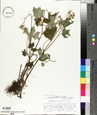 Hydrophyllum appendiculatum image