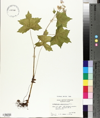 Hydrophyllum appendiculatum image