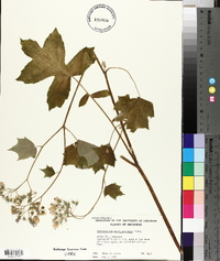 Hydrophyllum appendiculatum image