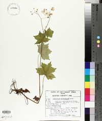Hydrophyllum appendiculatum image
