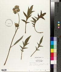Phacelia humilis image