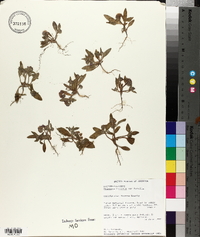 Phacelia humilis image