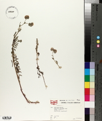 Phacelia hispida image