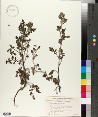 Phacelia hispida image