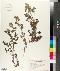Phacelia hispida image