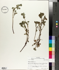 Phacelia hirsuta image