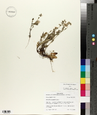 Phacelia hirsuta image