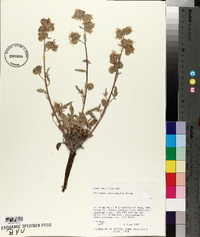 Phacelia heterophylla image