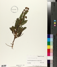 Phacelia integrifolia image