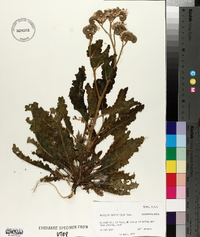 Phacelia integrifolia image