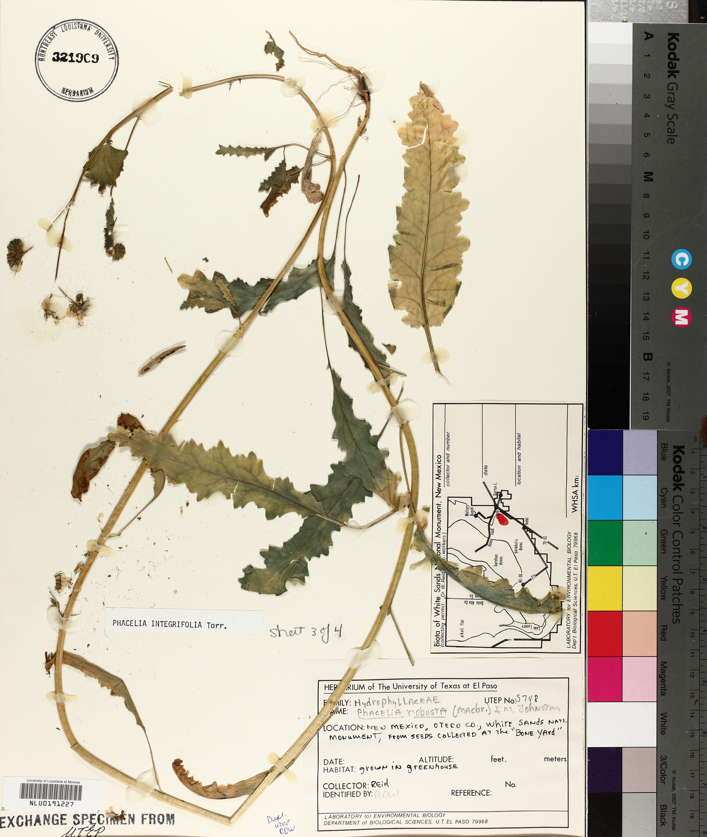 Phacelia robusta image