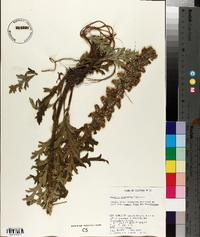 Phacelia idahoensis image