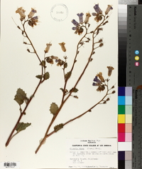 Phacelia minor image