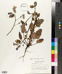 Phacelia minor image