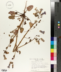Phacelia minor image